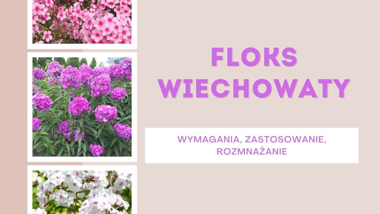 Floksy- idealne rośliny do ogrodów bylinowych. Wymagania, zastosowanie i  rozmnażanie.