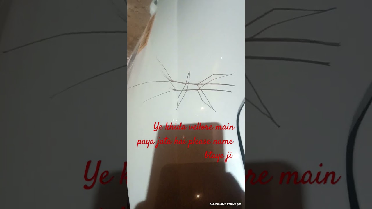 insect found only in vellore Ranipet Tamil Nadu India #insects #viralshort #cmcranipet #cmchannel