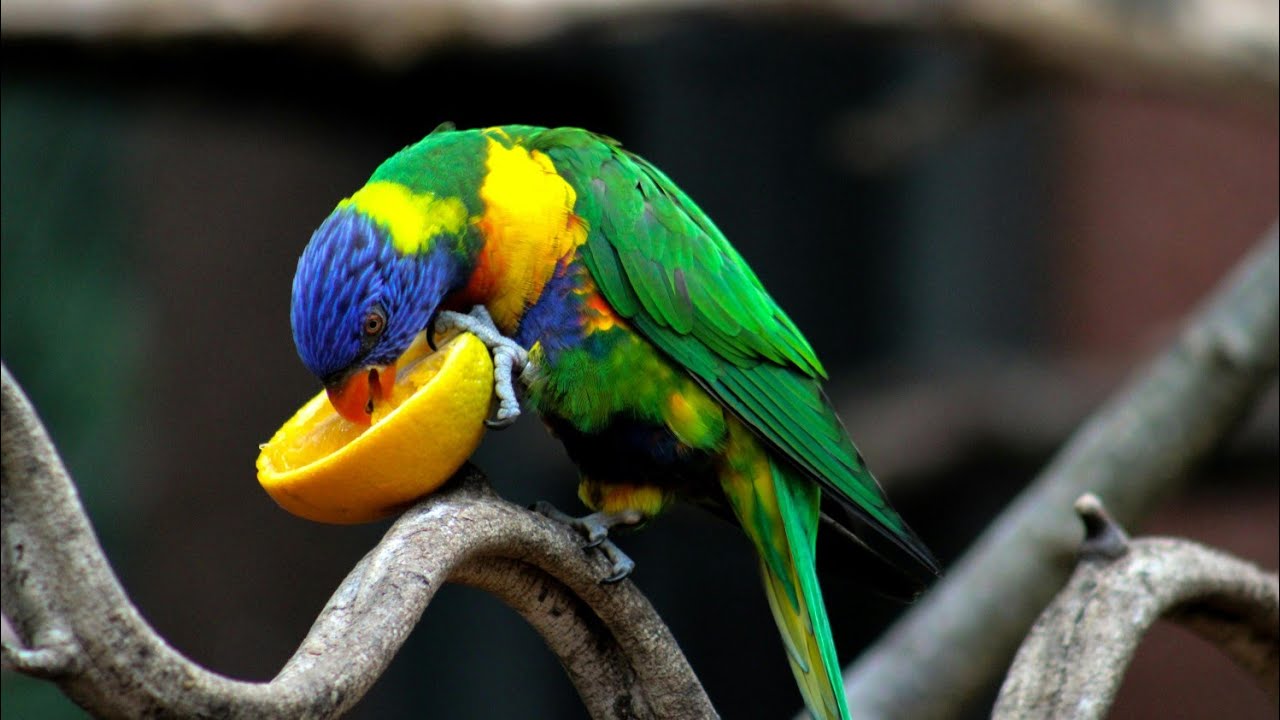  Peaceful Birds chirping sound with forest. 