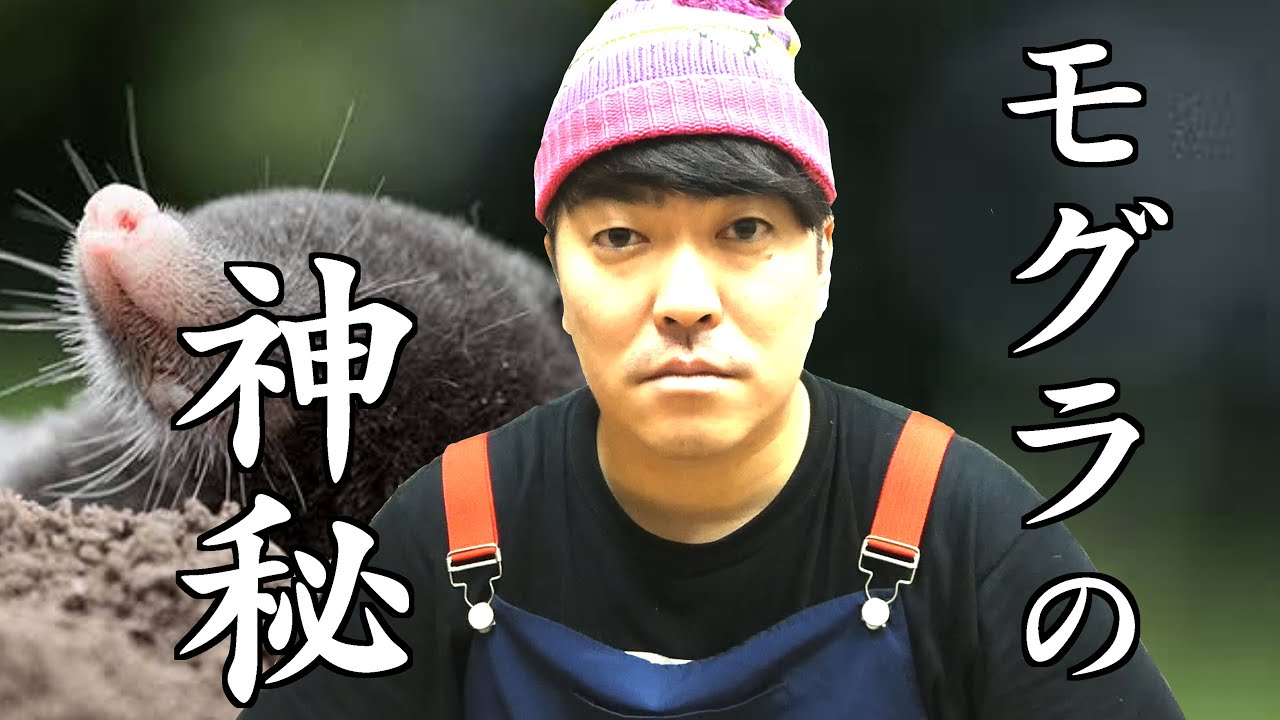 【GO!皆川 動物の神秘】モグラの神秘
