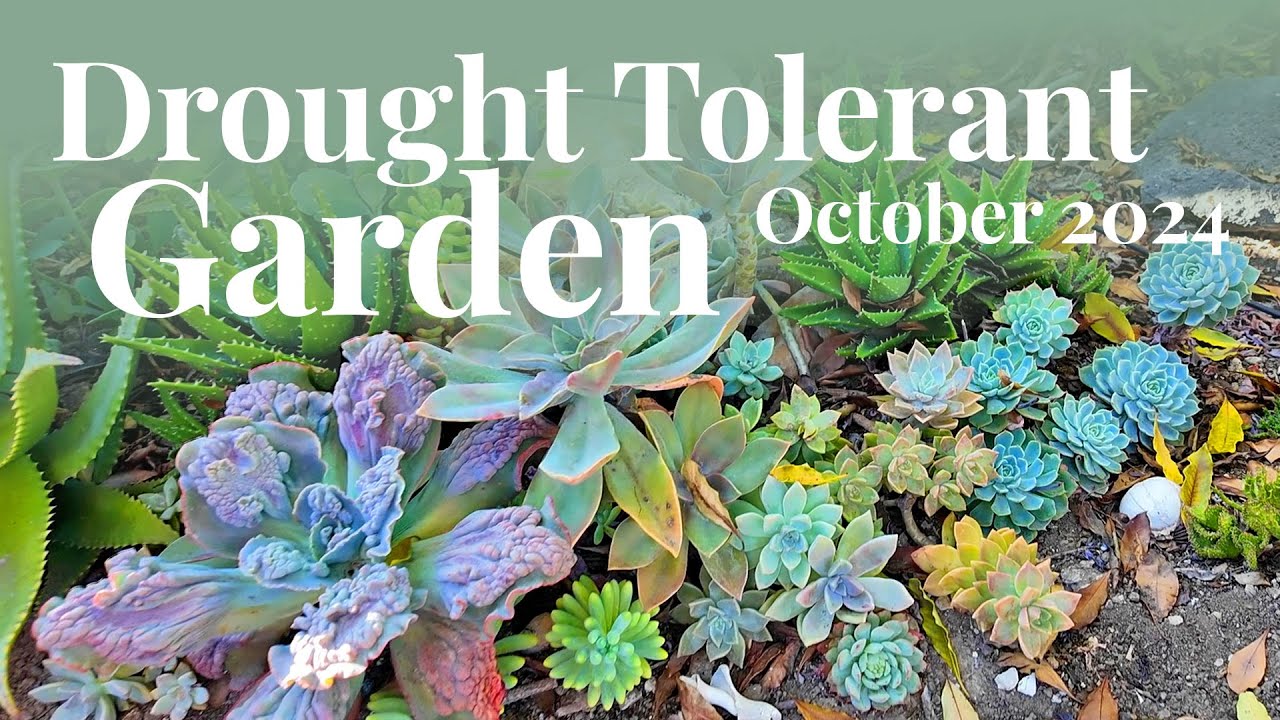 Drought Tolerant Garden Tour | October 2024