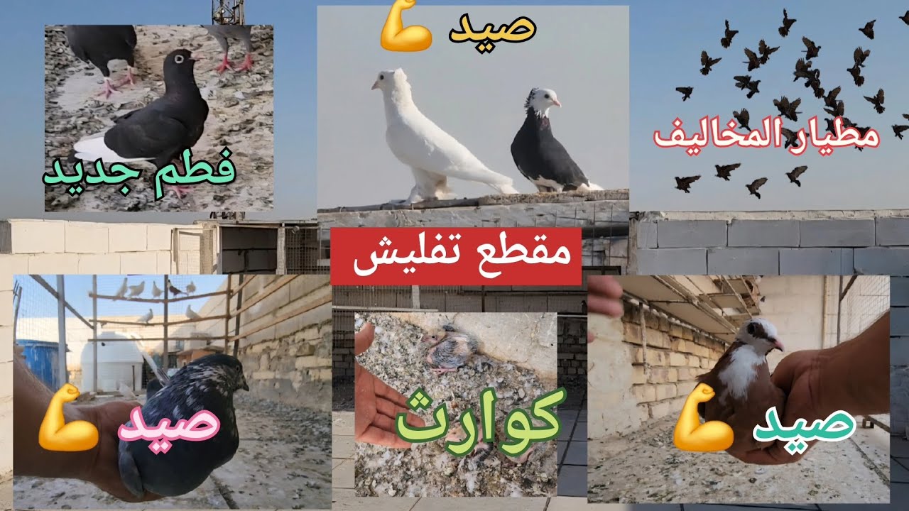 صيد هاترك 💪صار شي غير متوقع😯مطيار 👍وفطم جديد 😉تفاصيل بالمقطع تحبوها 🫶