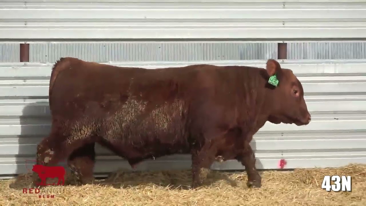 BLL 33J BARRACUDA 43N - 1 Purebred Hereford - Bulls For Sale