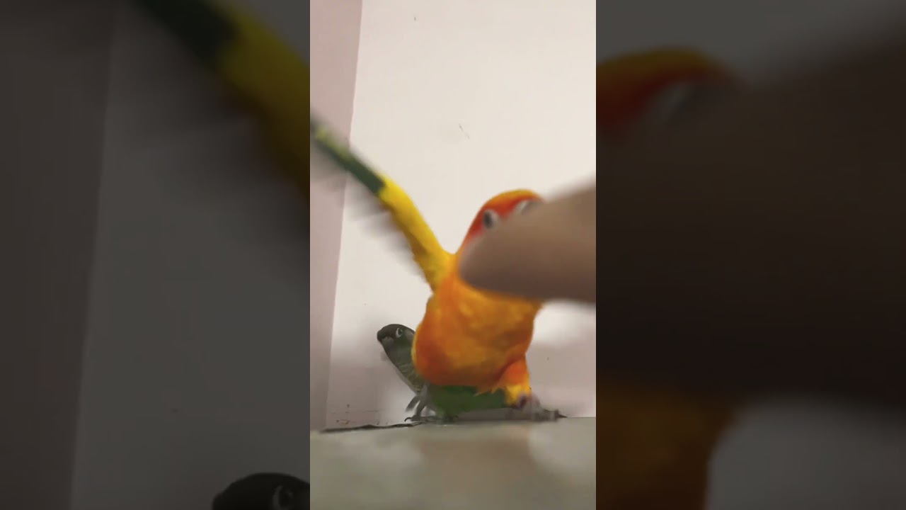 The Surprising Side of Sun Conures: Watch My Bird Scare Me Away #parrot #birds #sunconure #shorts