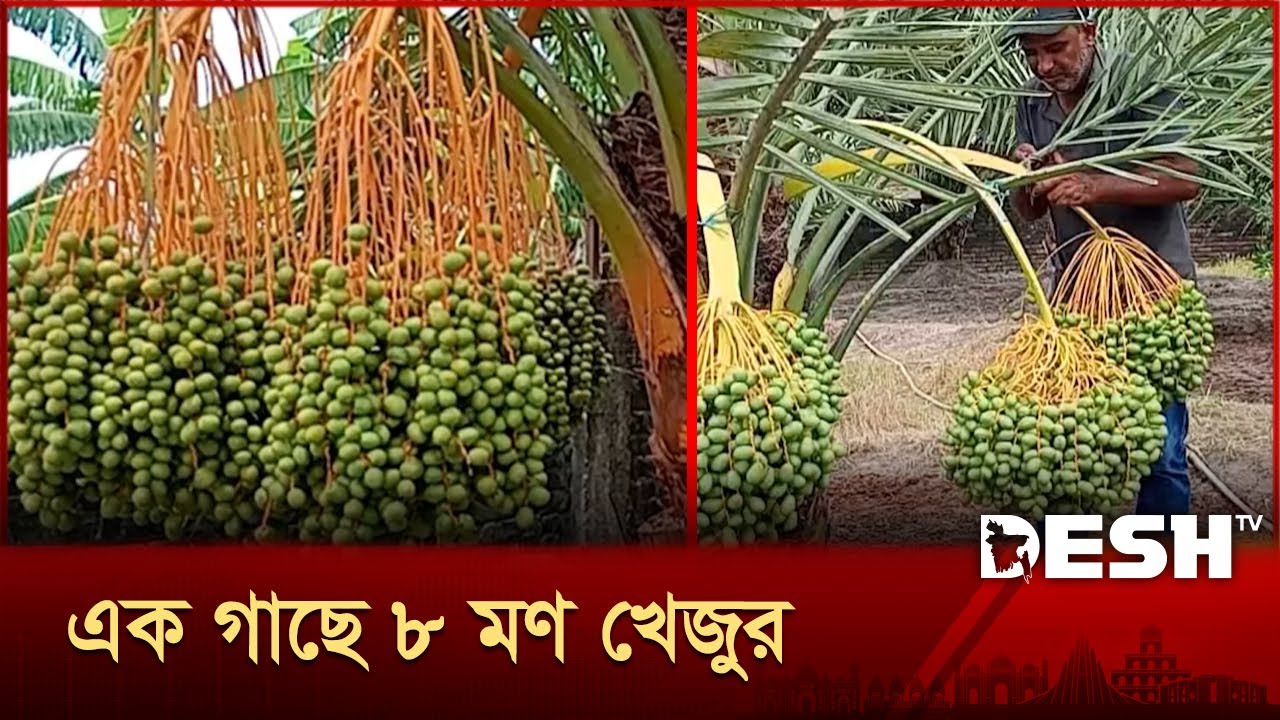 প্রবাস থেকে ফিরেই লাখপতি! | Dates | Khejur | Desh TV
