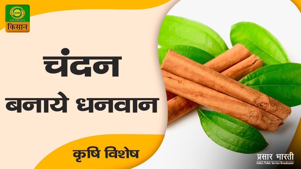 कृषि विशेष : चंदन बनाये धनवान  | Krishi Vishesh | 13,Oct, 2022