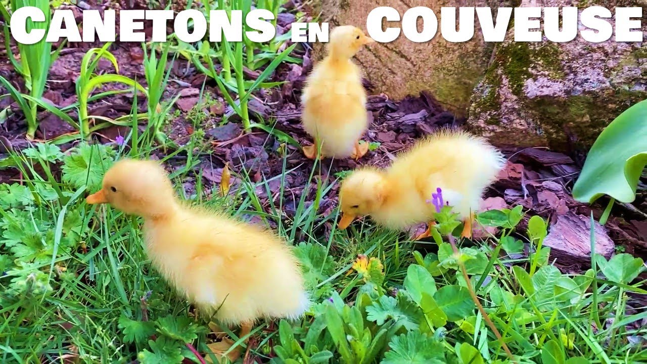 Canetons en couveuse : 3 survivants mais grosses gal&egrave;res !