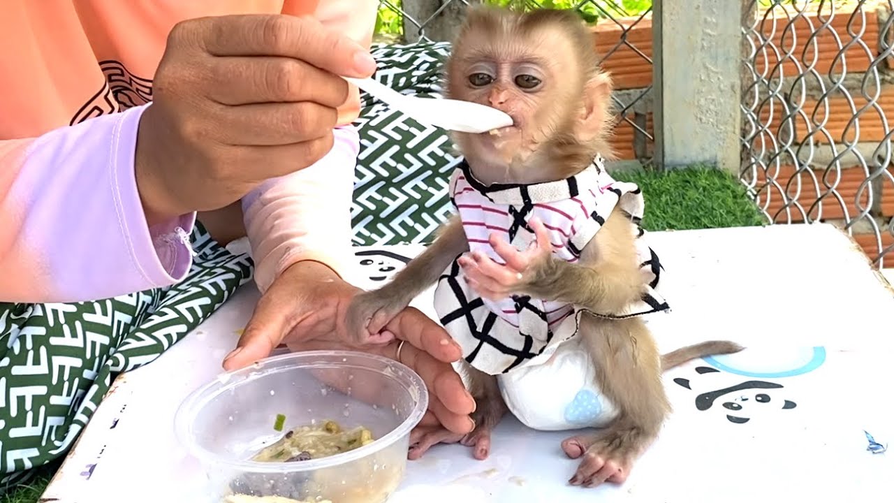 Special food!! Little Prince LIORA enjoys porridge in the morning