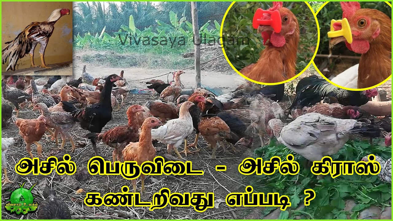 அசில்,பெருவிடை,அசில் கிராஸ் இந்த  வகையான கோழிகளை எப்படி கண்டறிவது ?