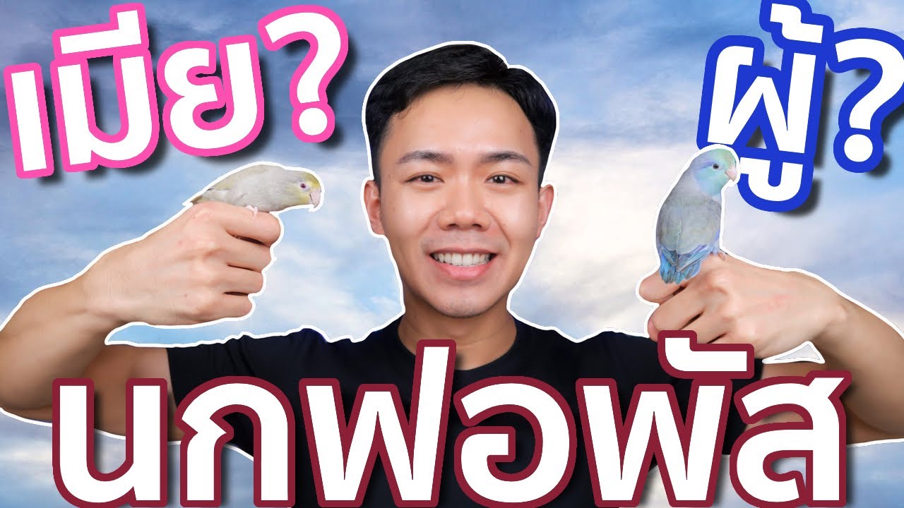 EP5 เลี้ยงนกฟอพัสตัวผู้หรือตัวเมียดี? | Uncle Bank