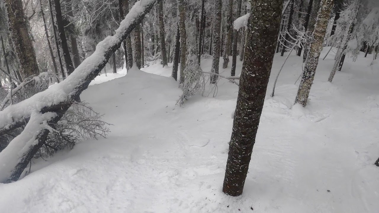 Snowshoe Glades