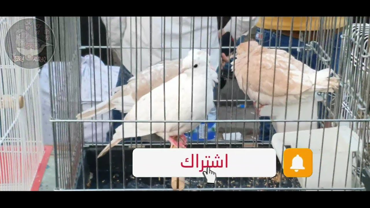 سوق الطيور وتحذير ⚠️الشراء في هذه الفترة