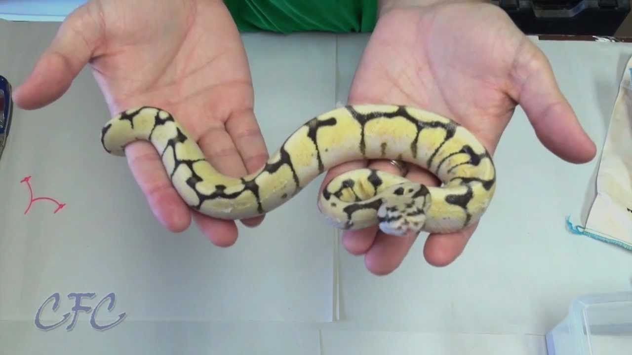 Ball Python Unboxing #8