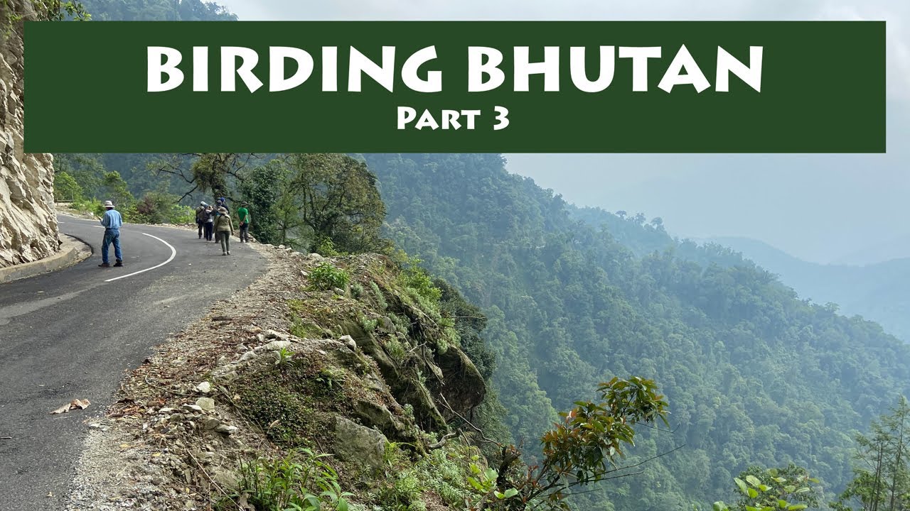 Bhutan Birding Tour 2024, PART 3: Yongkola. Himalayan Cutia, Red-headed Trogon, Satyr Tragopan.