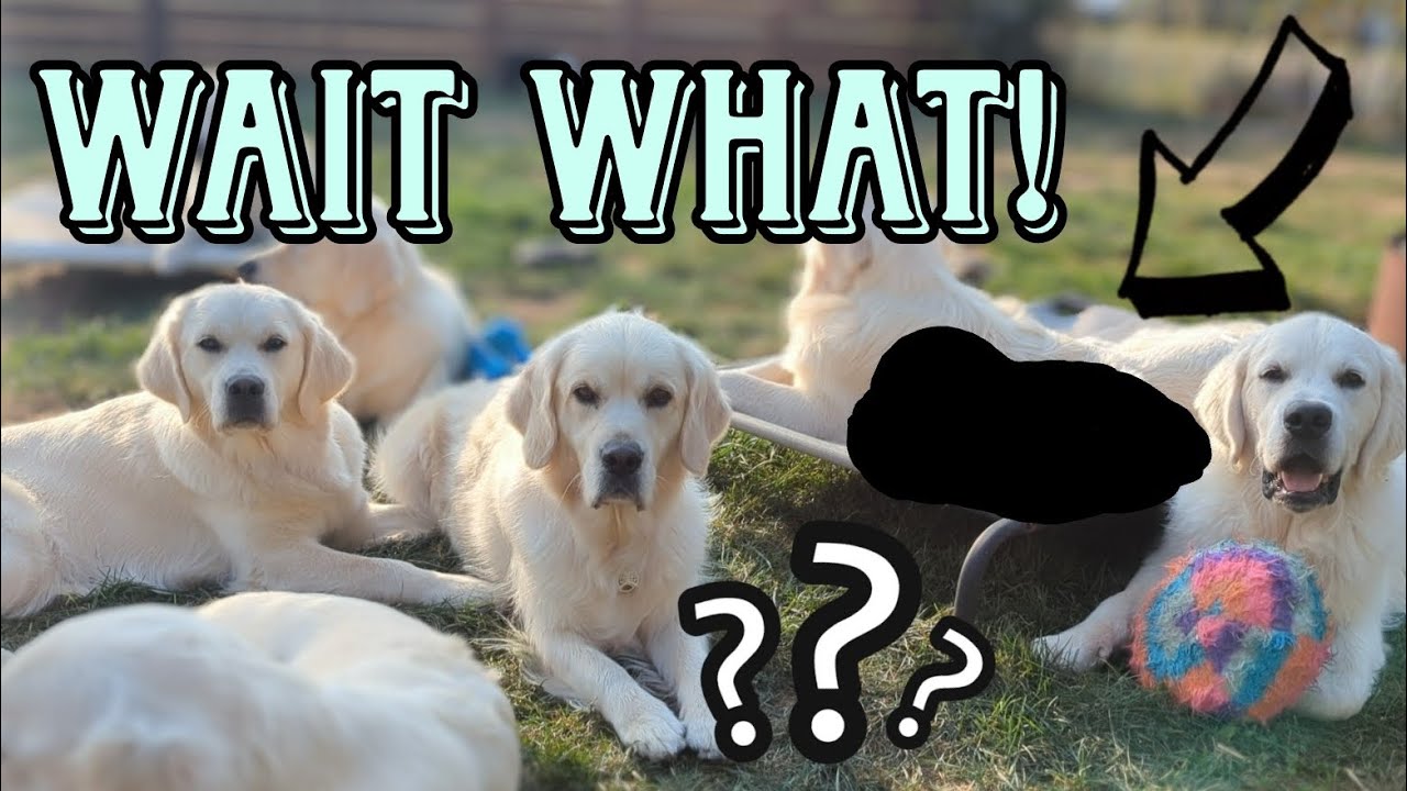 Life after puppies go home
