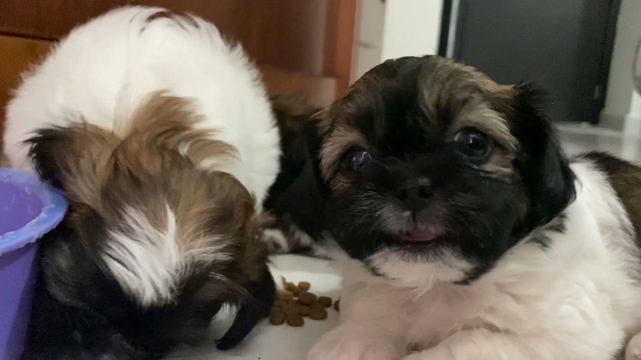 A qué HORA y cuántas VECES debe ALIMENTARSE un PERRO