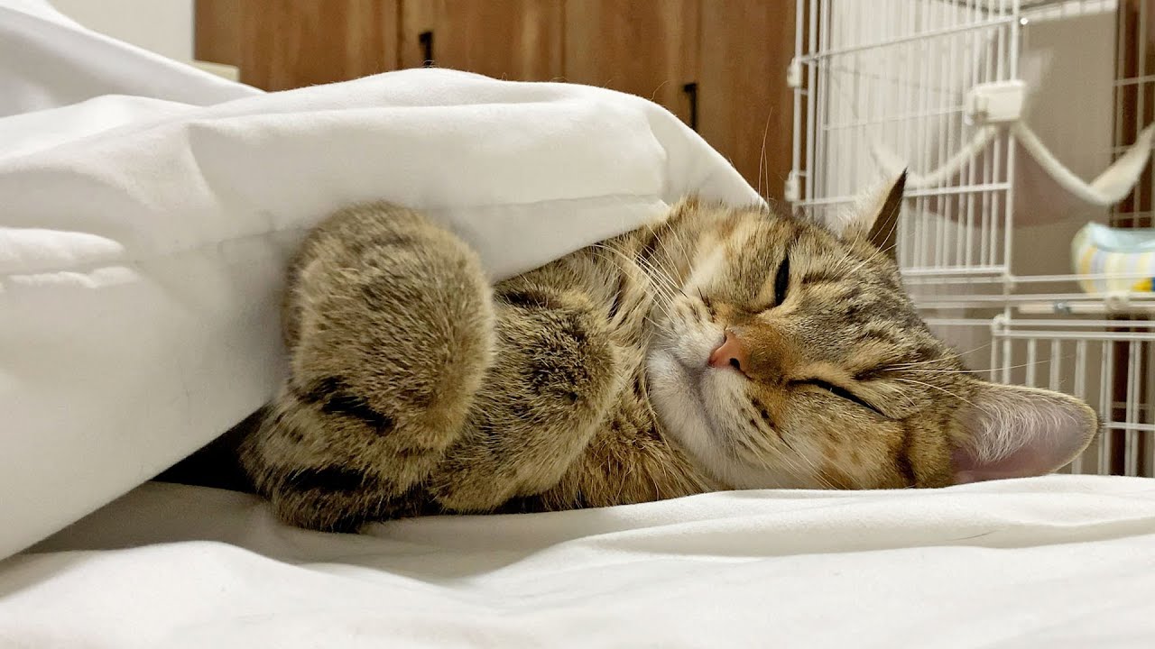 寒くなってきたので「にゃたんぽ」で寝ます。