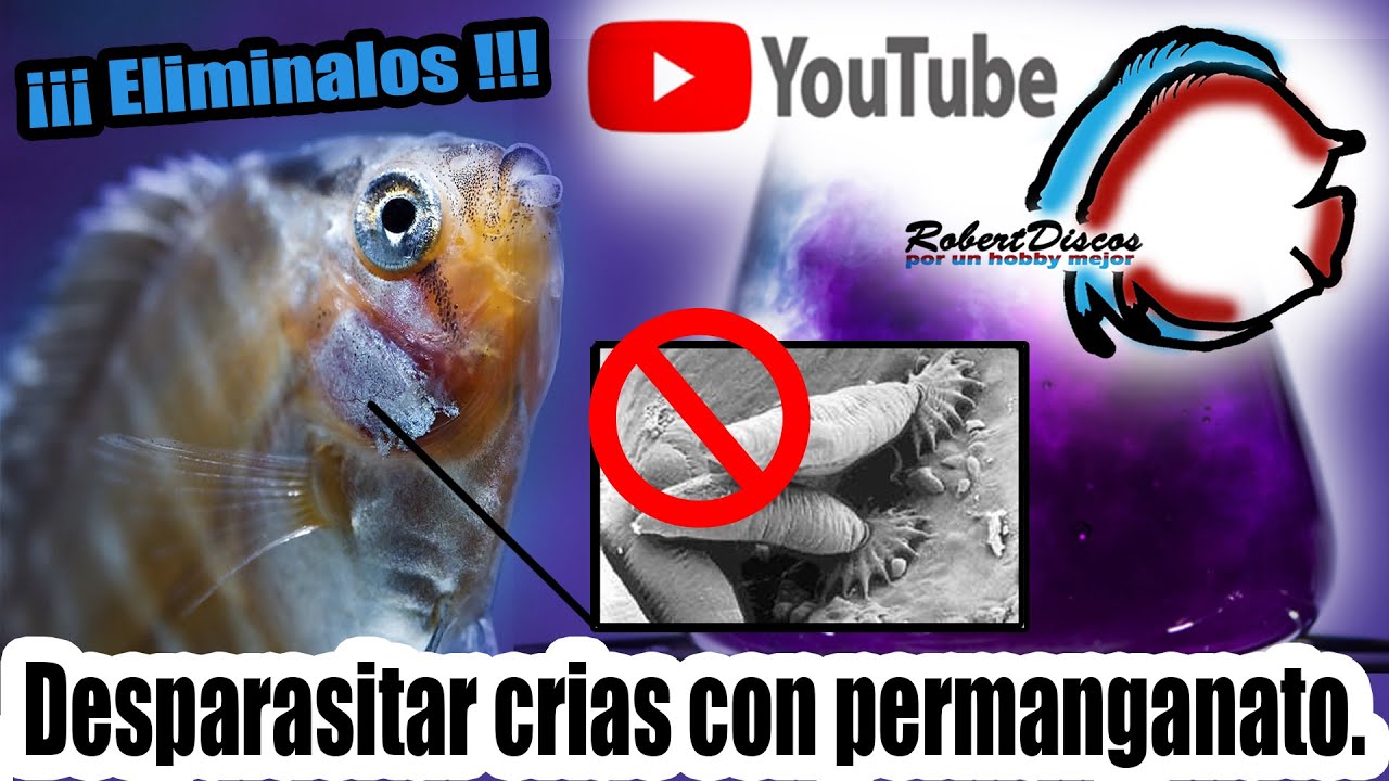 Como desparasitar a las crías de peces discos con permanganato de potasio. Preparación, dosis, etc.