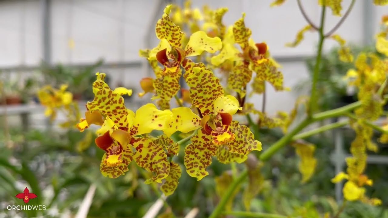 OrchidWeb - Cyrtopodium punctatum