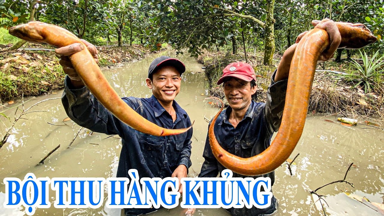 Một ngày săn bắt bội thu, toàn LƯƠN khủng | Gấc Quê #68