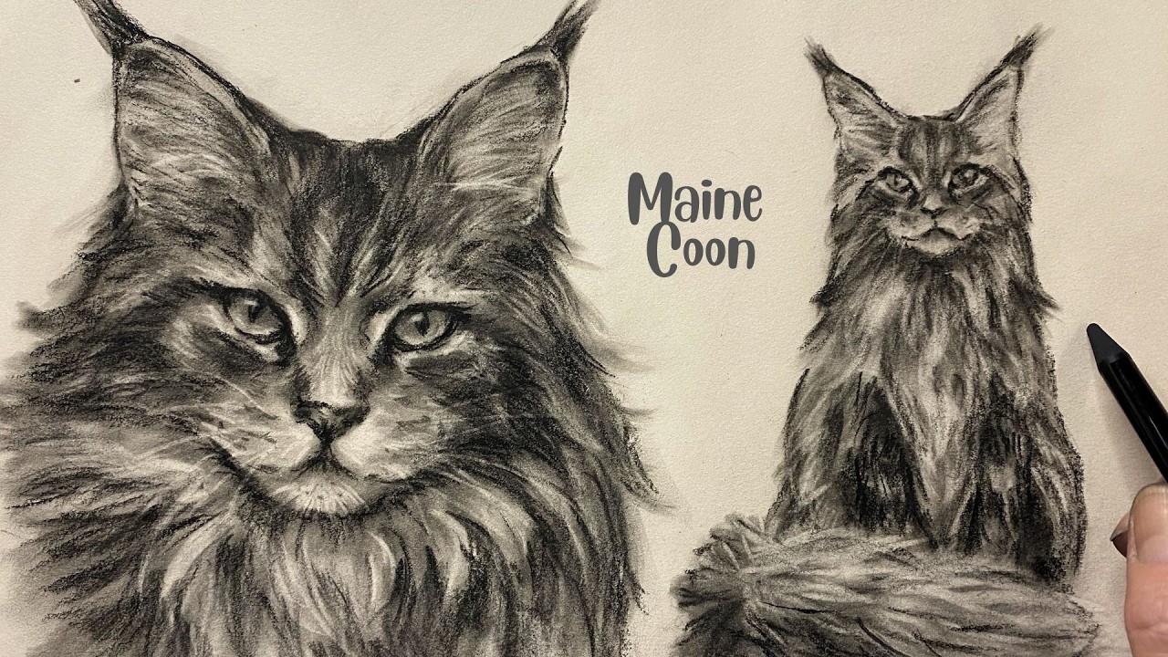 ASMR Charcoal Drawing | Maine Coon Cat Sketch | No Talking