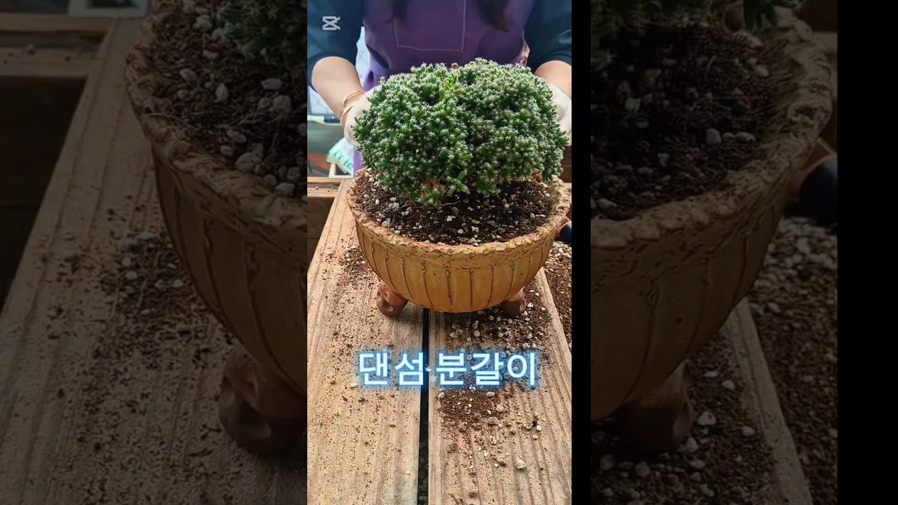 댄섬분갈이 #succulent #국민다육이 #묵은둥이 #식집사 #반려식물 #힐링 #초보다육맘 #풀영상