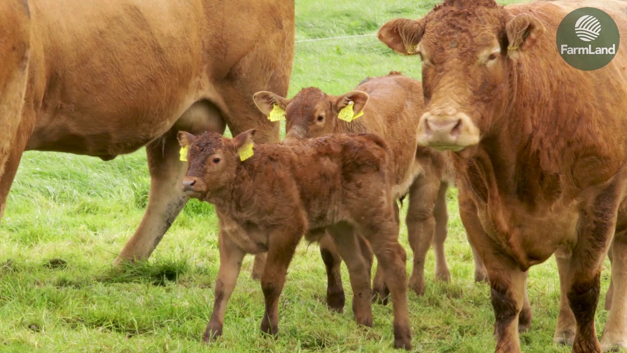 Farmer Kieran Henry highlights the benefits of contract rearing