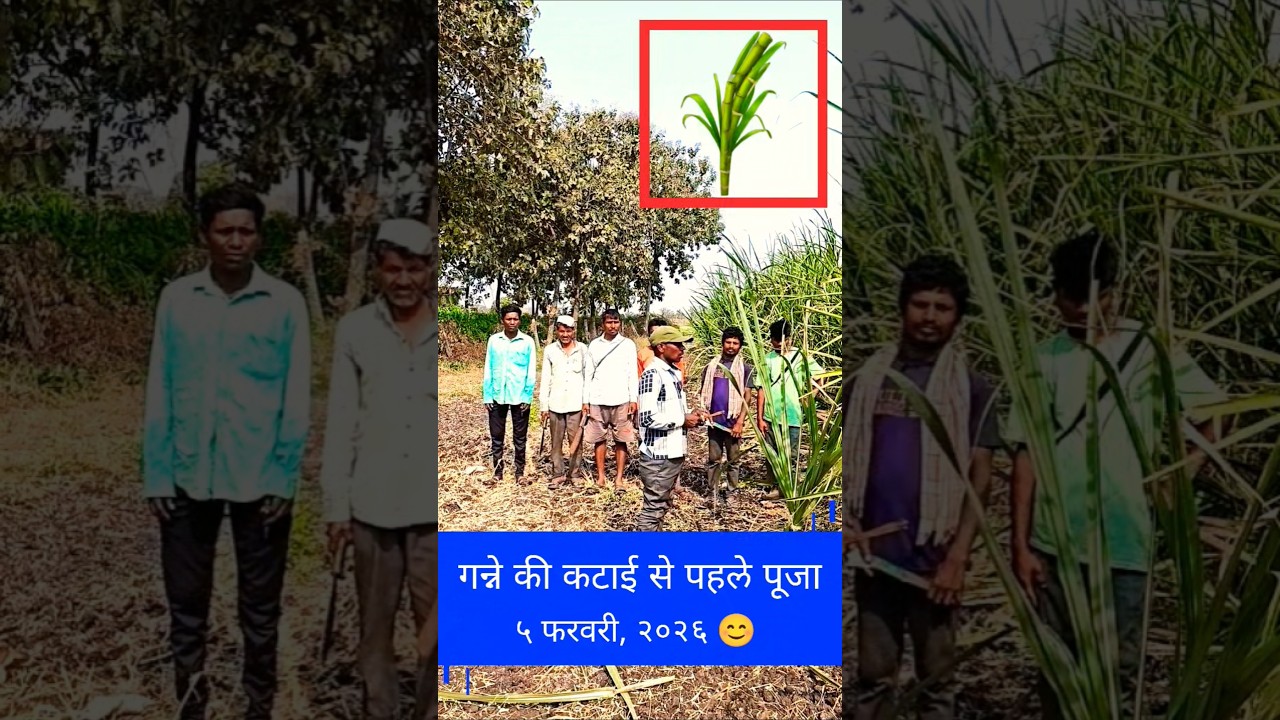 गन्ने की कटाई - एक खुशी का मौका ।। ARVIND VASAVE।। @avasave8282।। #shortsvideo #sugarfarming