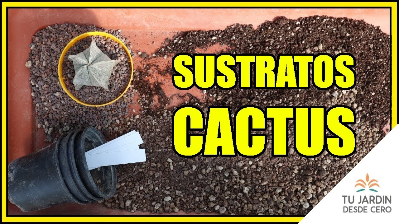 ⚠️SUSTRATOS PARA CACTUS | Cómo hacer un sustrato mineral para cactus [Lo PROBAMOS]🌵🌵🌵