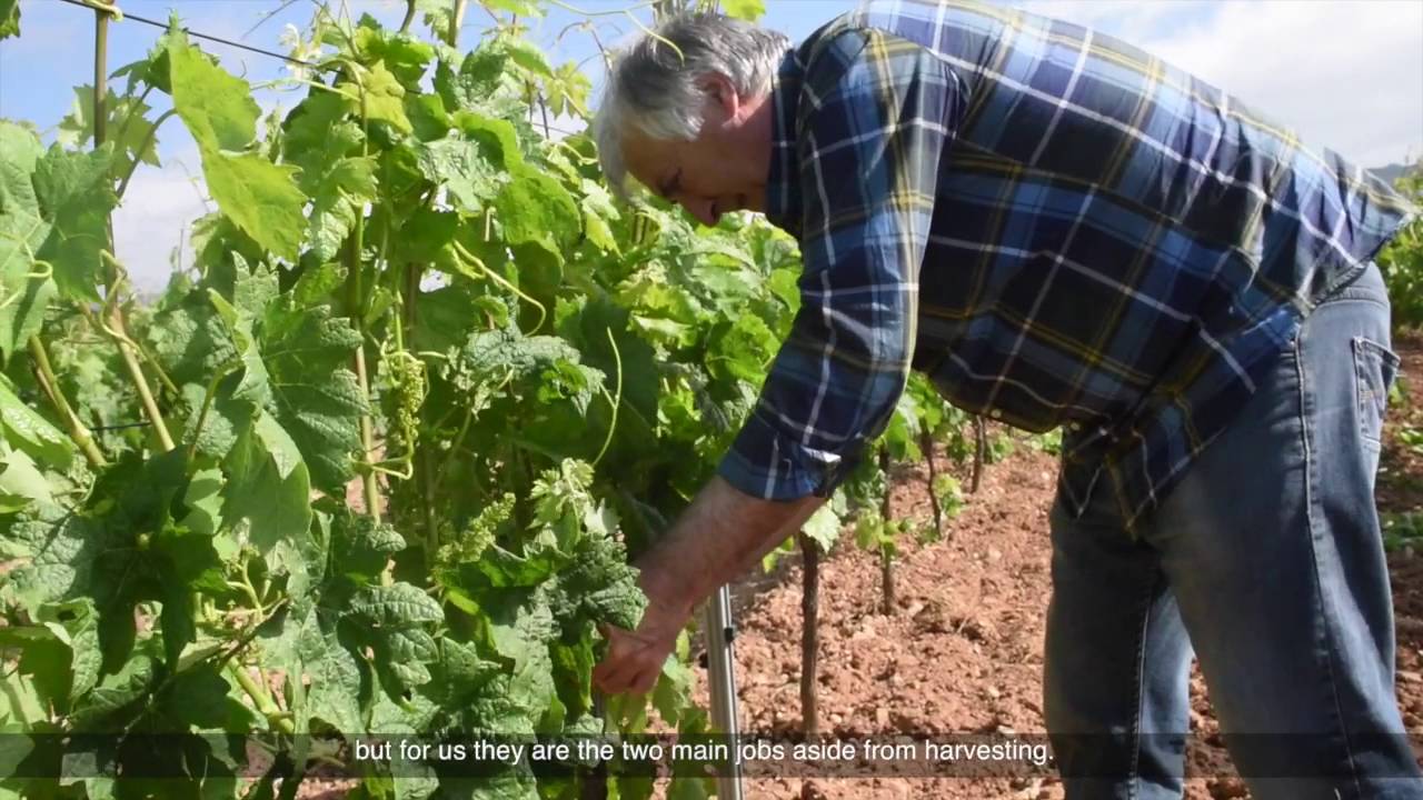 La espergura en el viñedo - (English Subtitles)
