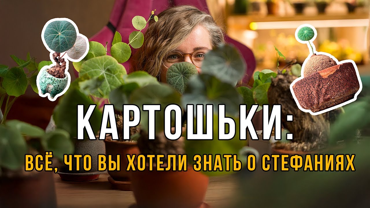 Каудексные растения | стефании | отличия разных видов, уход, адаптация