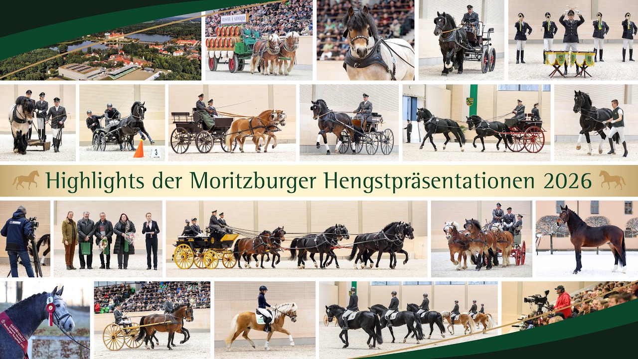 Highlights der Hengstpräsentation im Landgestüt Moritzburg - Schweres Warmblut, Kaltblut & Haflinger