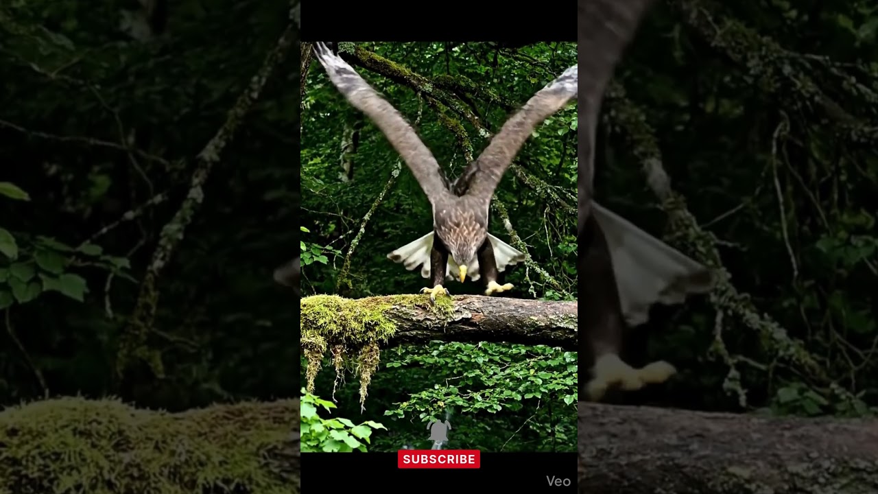 Pigeon Outsmarts Eagle Mid-Air 🐦🦅 | 4K Realistic Wildlife Scene