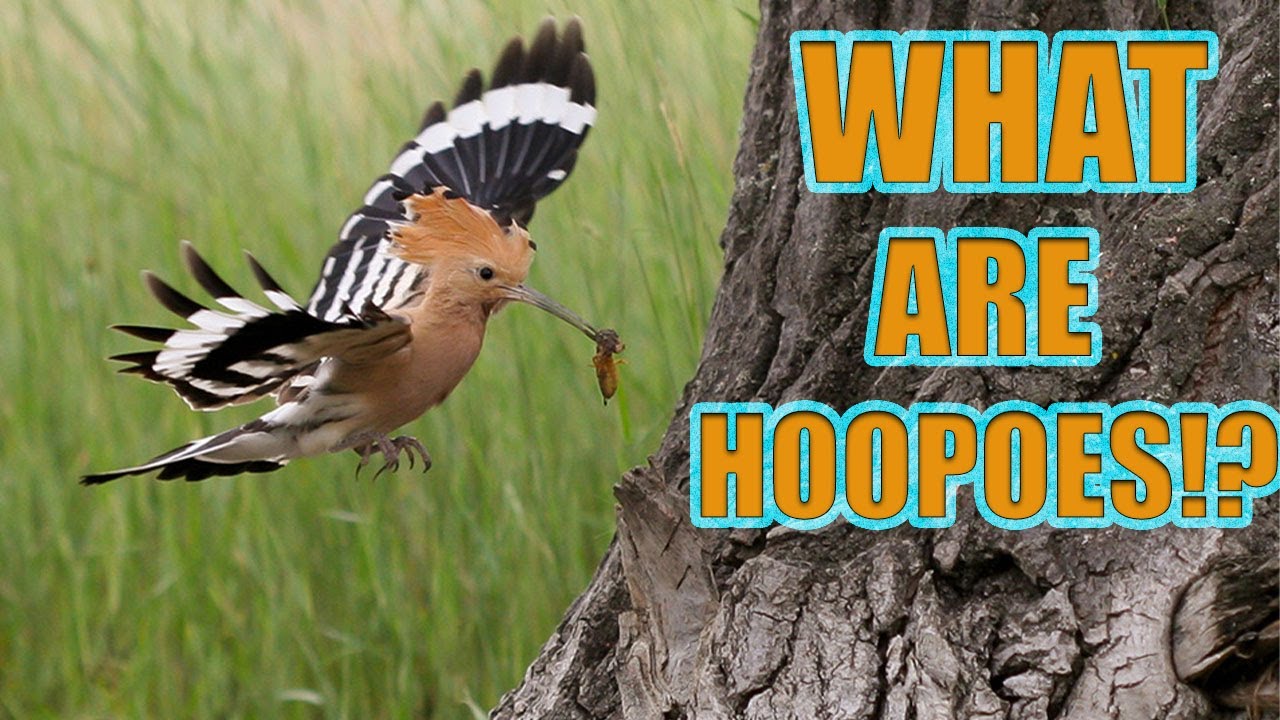 The Wonderful World Of Hoopoes! | Whacked-Out-Nature
