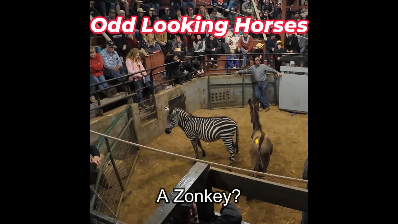 That's Not a Horse, Sold at Auction