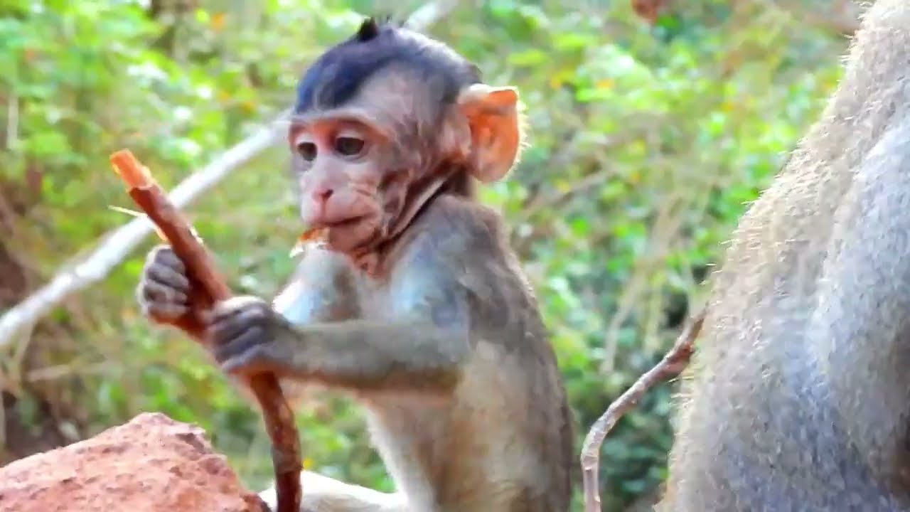 Monkey Grab In Cambodia Good All Monkeys In Khmer 