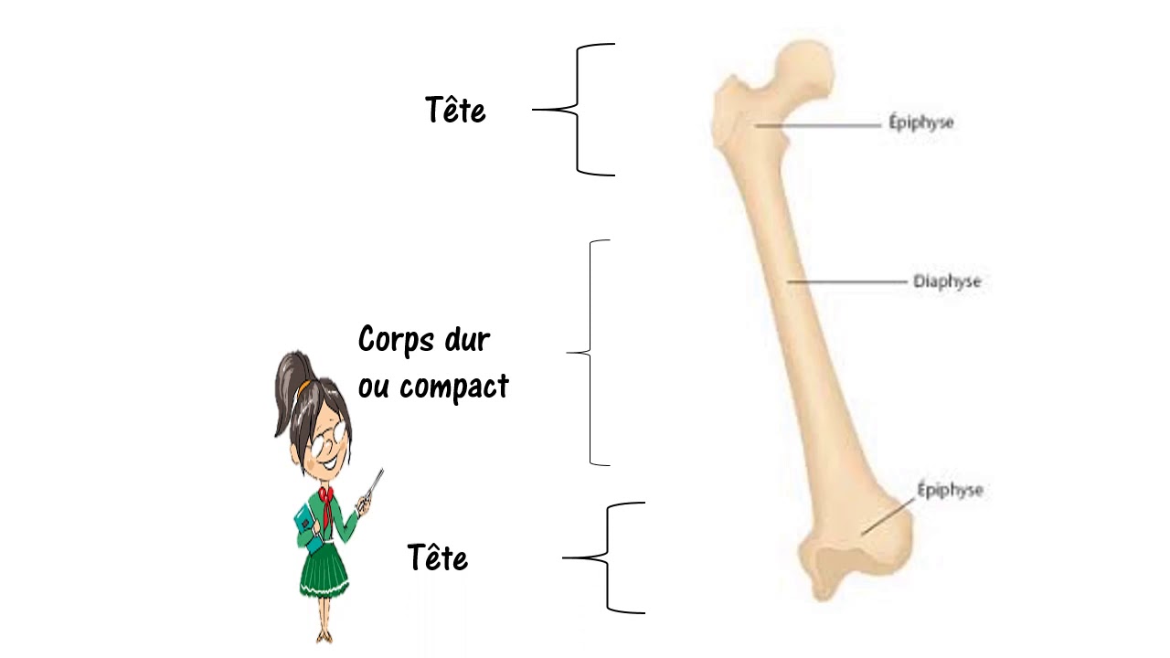 les os longs