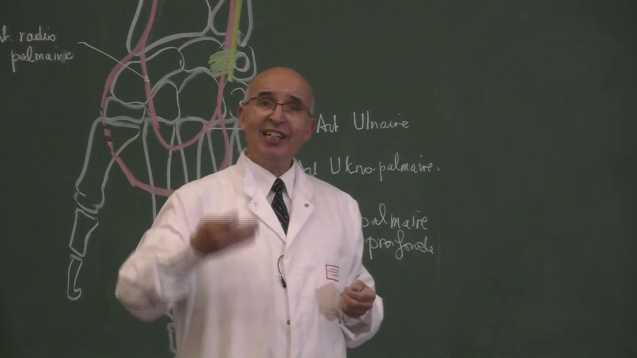 COURS ANATOMIE 17: vascularisation + plexus brachial