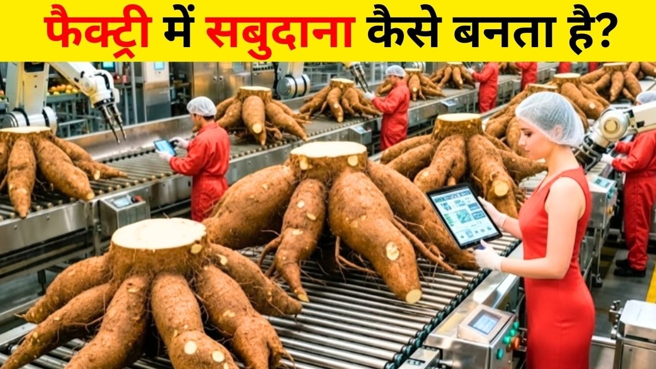फैक्ट्री में सबुदाना कैसे बनता है? How Sabudana Is Made in Factory