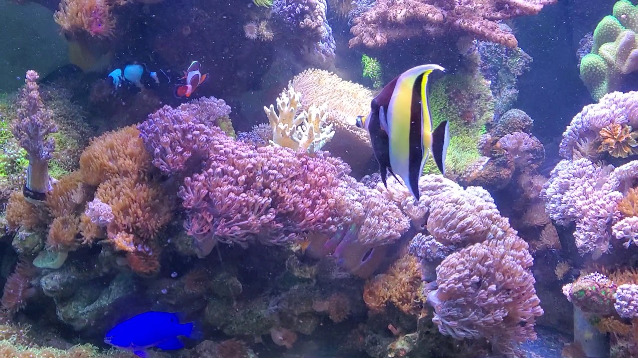 Moorish idol aclimated success after 2 hours to reef tank