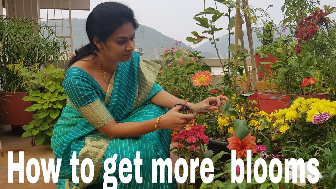 How to increase flowering  in plants?/పువ్వులు ఎక్కువ  పూయాలంటే ఏం చెయ్యాల #floweringtips #gardening