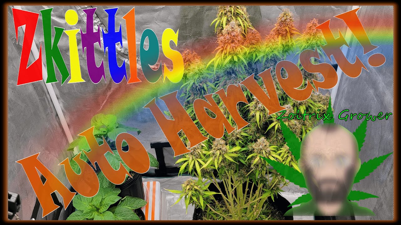 AUTOFLOWER HARVEST! | ZKITTLES - TASTE THE RAINBOW! | #growing #organic #epic