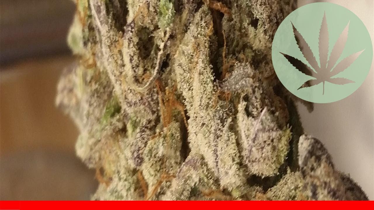 Purple Bubba - All About This Strain