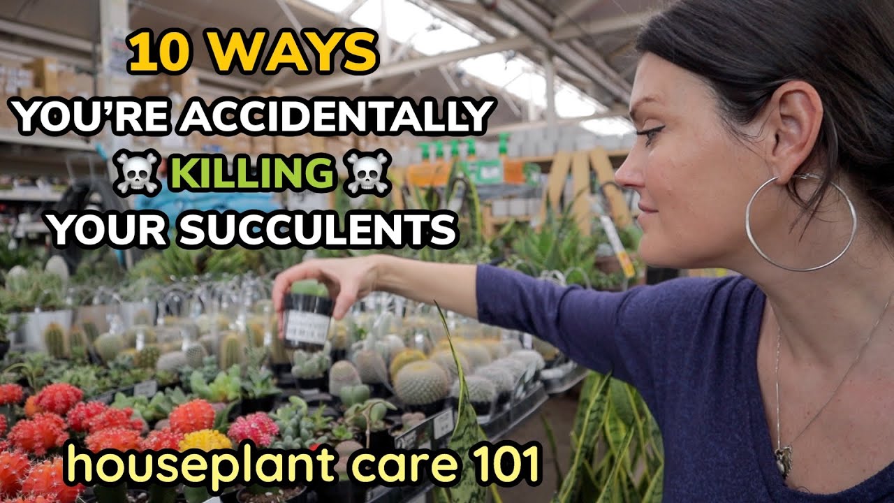 Save Your Succulents: 10 Ways You’re Killing Succulents - Houseplant Care 101 - Succulent Care Guide