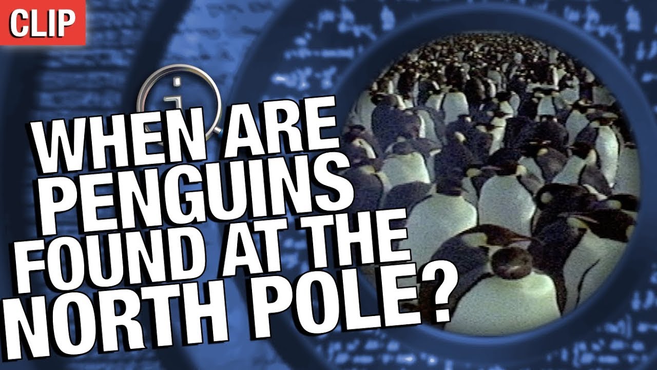QI | When Are Penguins Found At The North Pole?