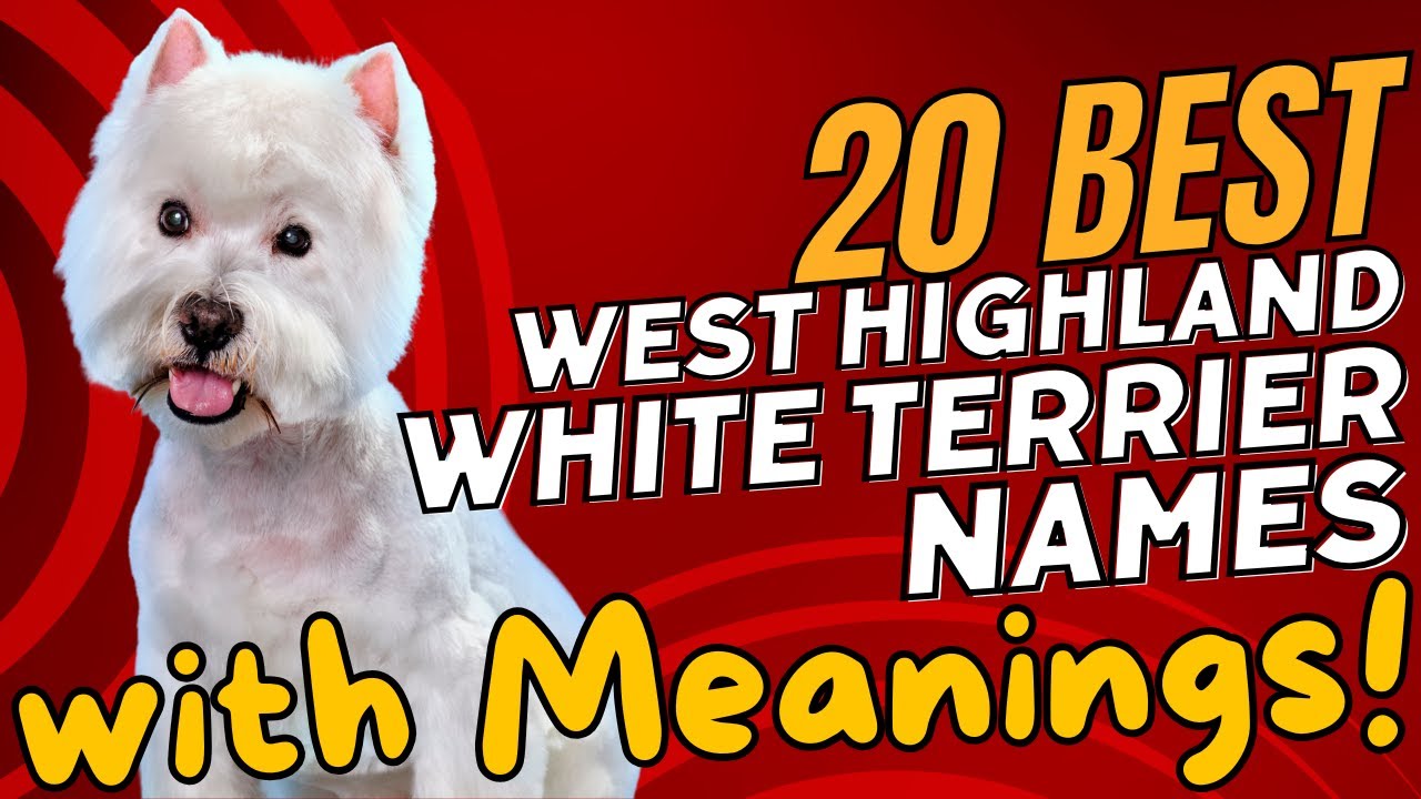 20 Best West Highland White Terrier Names with Meanings! 🐾🐶