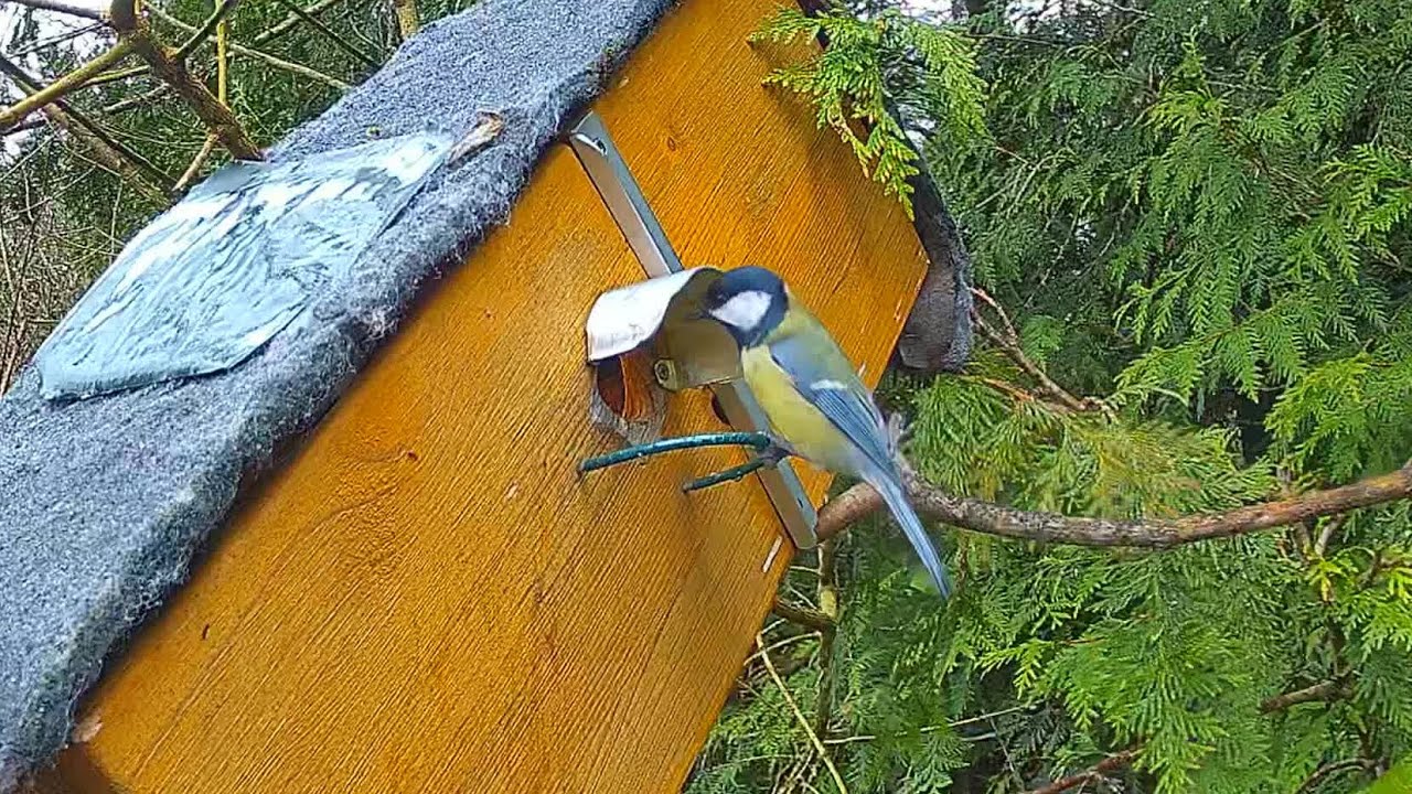 Kohlmeise kontrolliert NK immer wieder NK 1, Amsel kommt gucken 😍 (11.03.2026) 