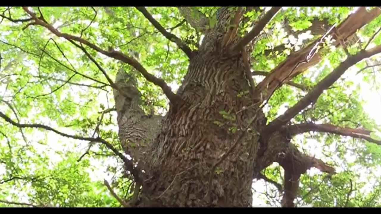 Norwich Wensum Link road:  What price nature? Woodland ecology threatened with destruction