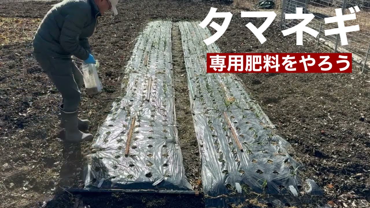 田舎暮らしの日常　玉ねぎの生育には、1月2月にやる専用肥料が効果的です　飛騨の山奥での生活