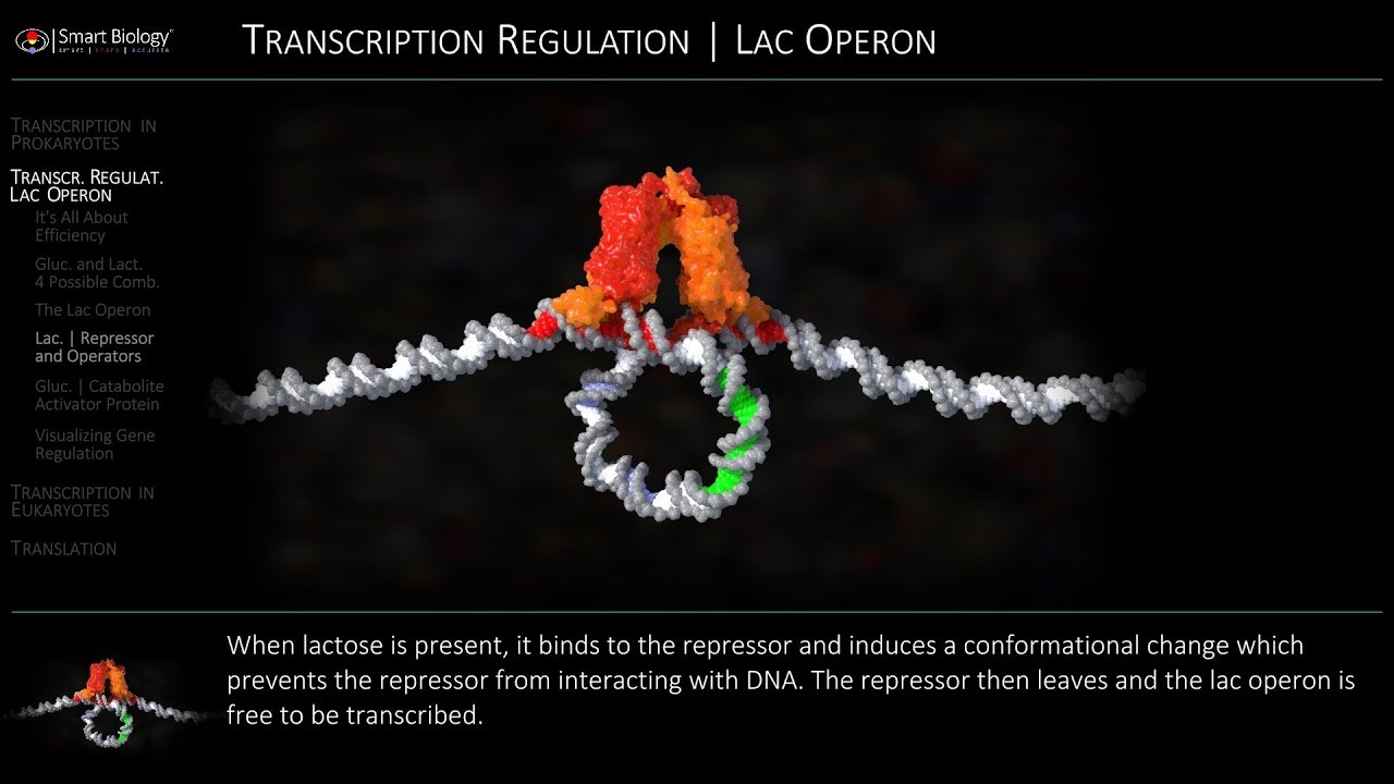 Lac Operon Regulation